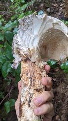 Catathelasma ventricosum