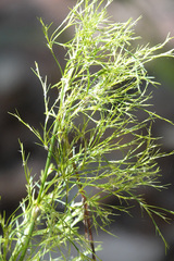 Baloskion tetraphyllum