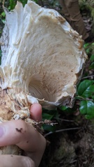 Catathelasma ventricosum