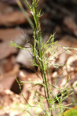 Baloskion tetraphyllum