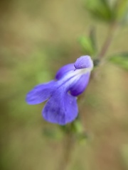 Salvia podadena