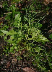 Ceratopteris pteridoides