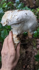Catathelasma ventricosum