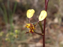 Diuris pardina