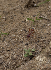Myrmecia nigriscapa