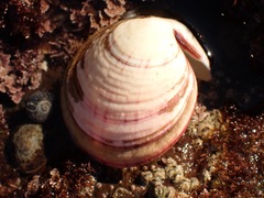 Semele decisa