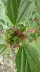 Malvastrum coromandelianum