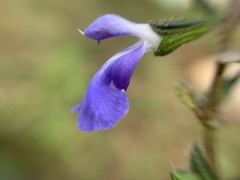 Salvia podadena