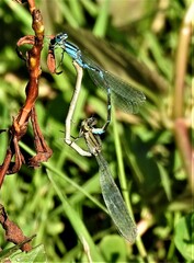 Enallagma carunculatum
