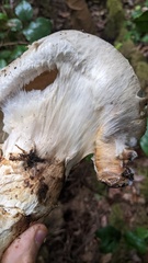 Catathelasma ventricosum