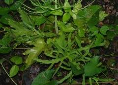 Ceratopteris pteridoides