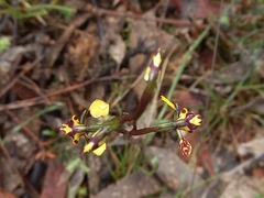 Diuris pardina