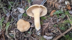 Cantharellus formosus
