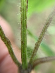 Salvia podadena
