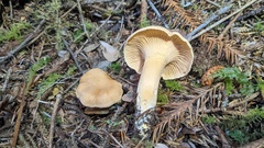 Cantharellus formosus