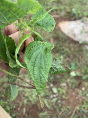 Salvia podadena
