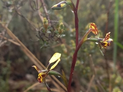 Diuris pardina