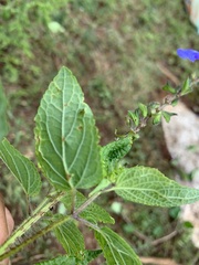 Salvia podadena