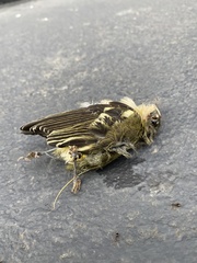 Setophaga castanea