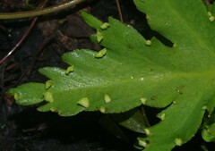 Ceratopteris pteridoides