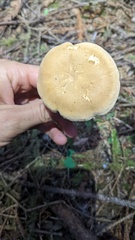 Cantharellus formosus