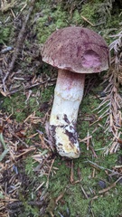 Boletus smithii