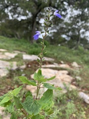 Salvia podadena
