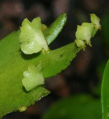 Ceratopteris pteridoides