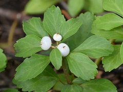 Pachysandra terminalis