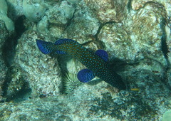 Cephalopholis argus