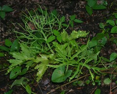 Ceratopteris pteridoides