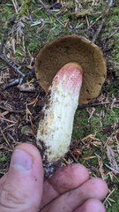 Boletus smithii