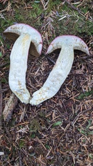 Boletus smithii