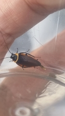 Hemithyrsocera palliata