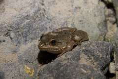 Lithobates zweifeli