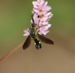 Lepidophora lepidocera