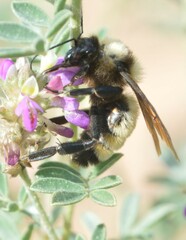 Bombus sonorus