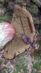 Boletus smithii