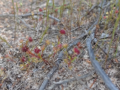 Brachyscome perpusilla