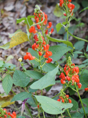 Phaseolus coccineus
