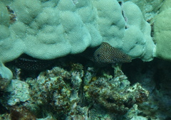 Gymnothorax meleagris