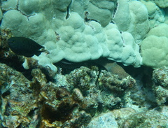Gymnothorax meleagris