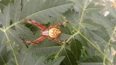 Neoscona oaxacensis