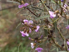 Glycine clandestina