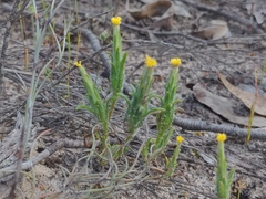 Podotheca angustifolia
