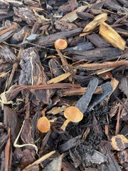 Galerina nana