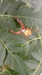 Neoscona oaxacensis