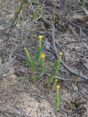 Podotheca angustifolia