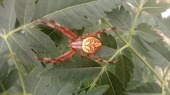 Neoscona oaxacensis