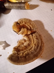 Gloeophyllum trabeum